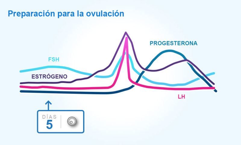 Ciclos menstruales y ovulación